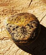 Z říše hmyzu - motýl 16