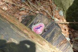 Volavka popelavá