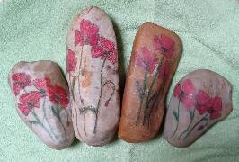 Vlčí (liščí) máky