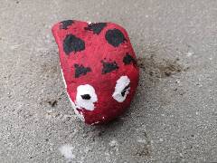 Sluníčko sedmitečné