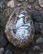 Z říše hmyzu - motýl 24