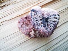 Z říše hmyzu - motýl 5