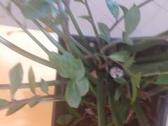 Srdíčkové kamínky