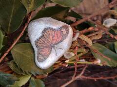 Z říše hmyzu - motýl 14