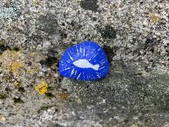 České Budějovice 5