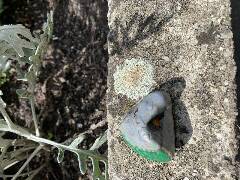 České Budějovice 5