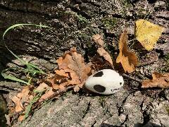 České Budějovice 5