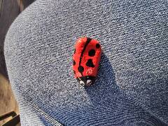 Březová nad Svitavou