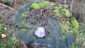 Tři bratři - Fialka