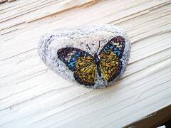 Z říše hmyzu - motýl 8