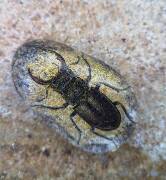 Z říše hmyzu - brouci 1