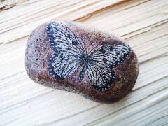 Z říše hmyzu - motýl 11