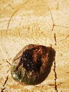 Z říše zvířat - lev