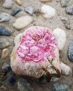 Z říše rostlin - pivoňka 1