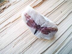 Z říše hmyzu - motýl 4