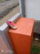 Kaktus