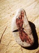 Z říše hmyzu - můra 1