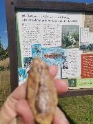 Veselé velikonoce! zajíc 1