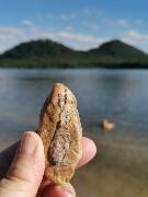 Veselé velikonoce! zajíc 1