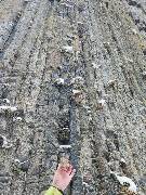 Veselé velikonoce! zajíc 1