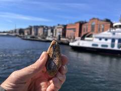 Veselé velikonoce! zajíc 1