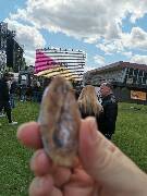 Veselé velikonoce! zajíc 1