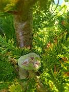 Zamilovaní ptáčci