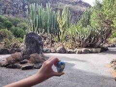 Sýkory modřinky (Blue tit)