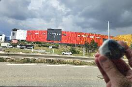 Sýkory modřinky (Blue tit)