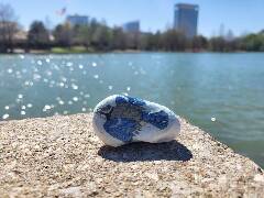 Sýkory modřinky (Blue tit)