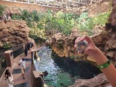 Sýkory modřinky (Blue tit)