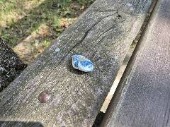 Sýkory modřinky (Blue tit)