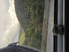 Sýkory modřinky (Blue tit)