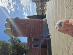 Sýkory modřinky (Blue tit)