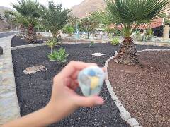 Sýkory modřinky (Blue tit)