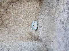 Sýkory modřinky (Blue tit)