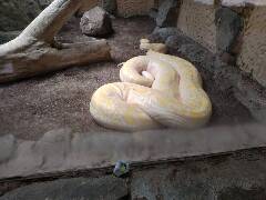 Sýkory modřinky (Blue tit)