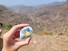 Sýkory modřinky (Blue tit)