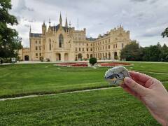 Sýkory modřinky (Blue tit)