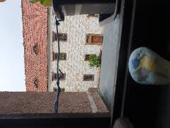 Sýkory modřinky (Blue tit)