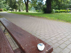 Sýkory modřinky (Blue tit)