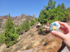 Sýkory modřinky (Blue tit)