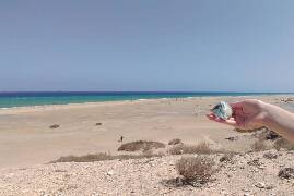 Sýkory modřinky (Blue tit)