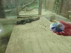 Sýkory modřinky (Blue tit)