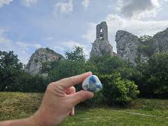 Sýkory modřinky (Blue tit)