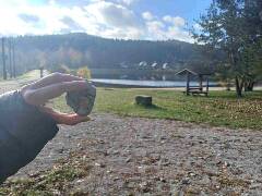 Sýkory modřinky (Blue tit)