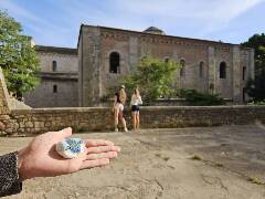 Sýkory modřinky (Blue tit)