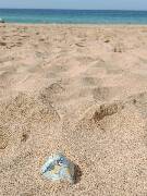 Sýkory modřinky (Blue tit)