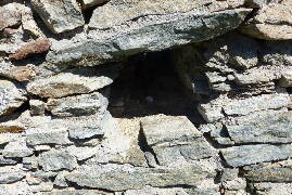 Sýkory modřinky (Blue tit)