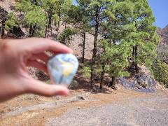 Sýkory modřinky (Blue tit)